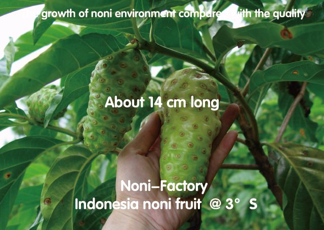 Grade-3A+ pure Noni elite fluid material-第1张图片
