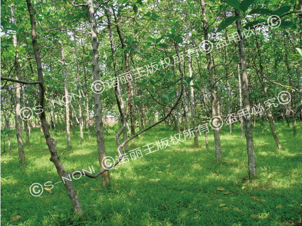 Grade 2A Premium Pure Noni Enzyme Raw Material-第1张图片