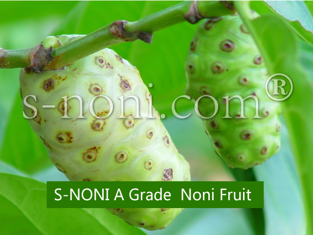 Noni Juice OEM Manufacturing-第0张图片