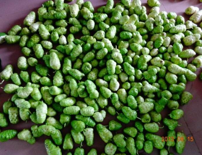 Reasons to Choose Our Noni Factory-第7张图片