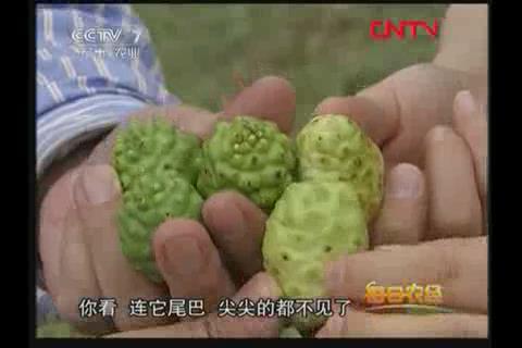 How to Choose Noni Products?-第5张图片
