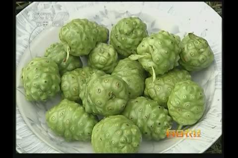 How to Choose Noni Products?-第2张图片