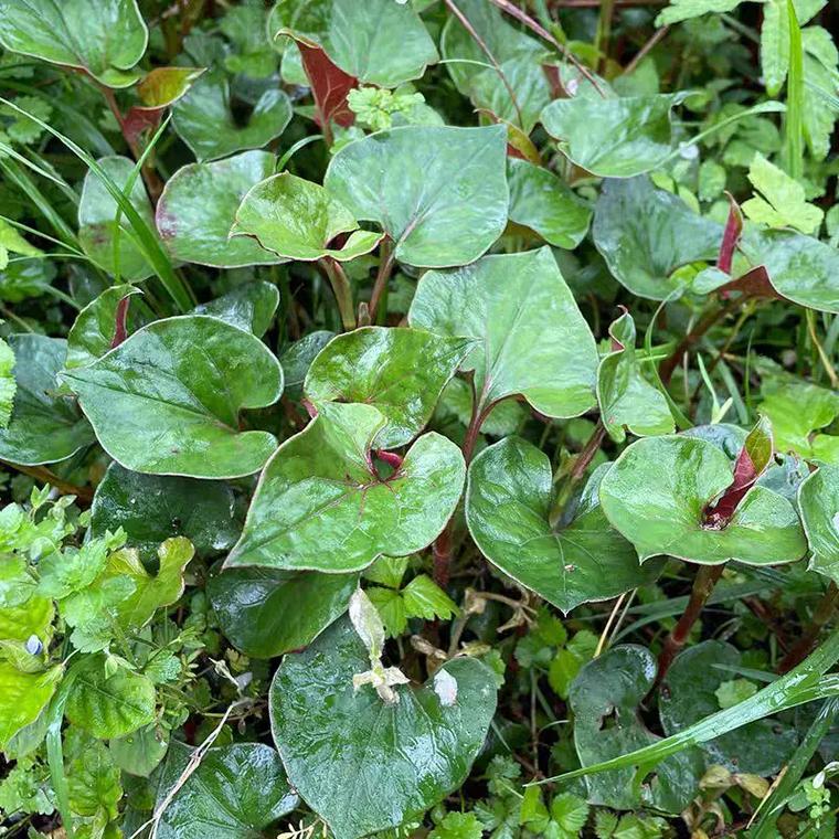 Traditional Chinese Medicine Will Perish Because of Its Herbs! Who Can Save Chinese Materia Medica? (Full Text)-第3张图片
